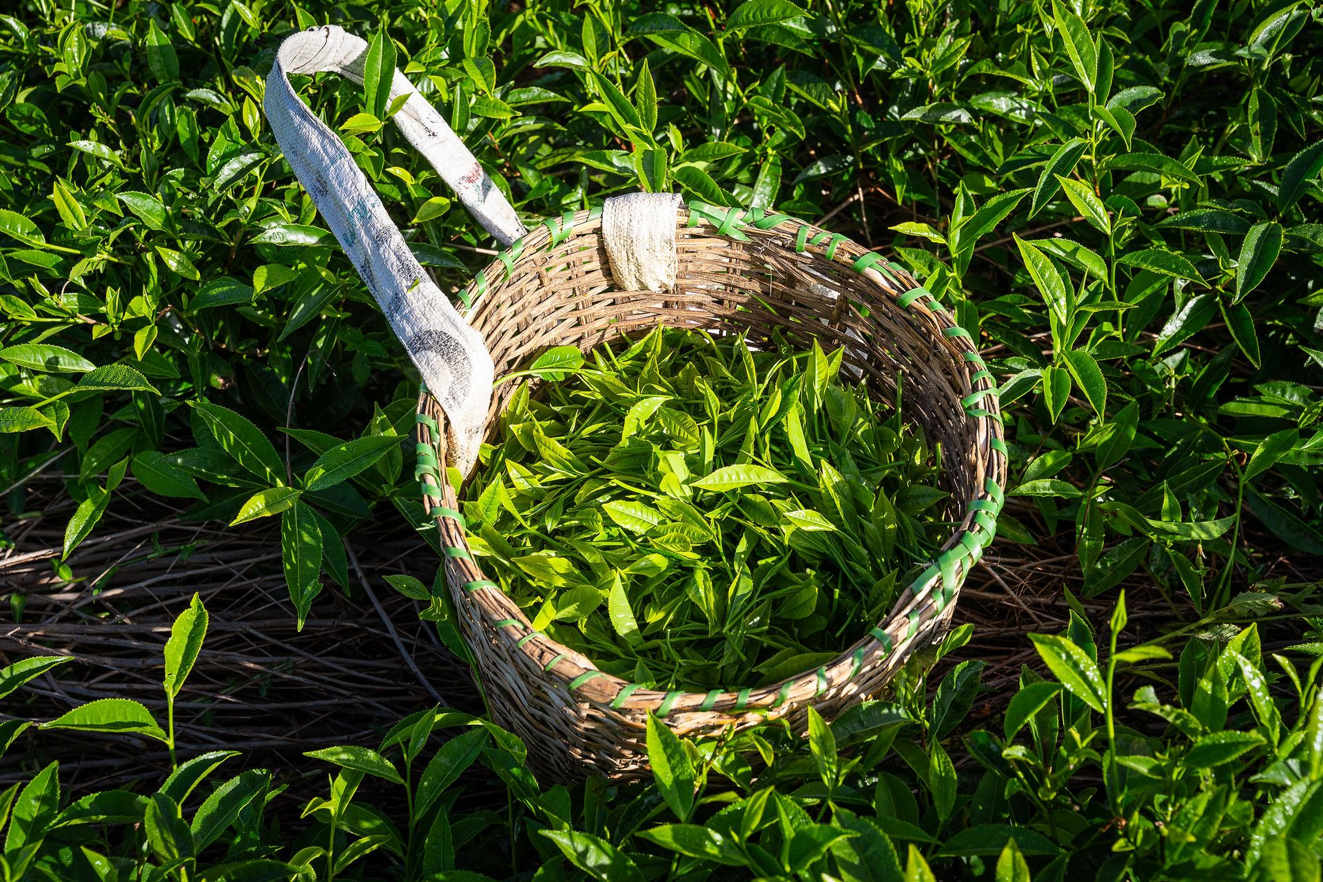 Professional documentary photo photographed by creative kapu