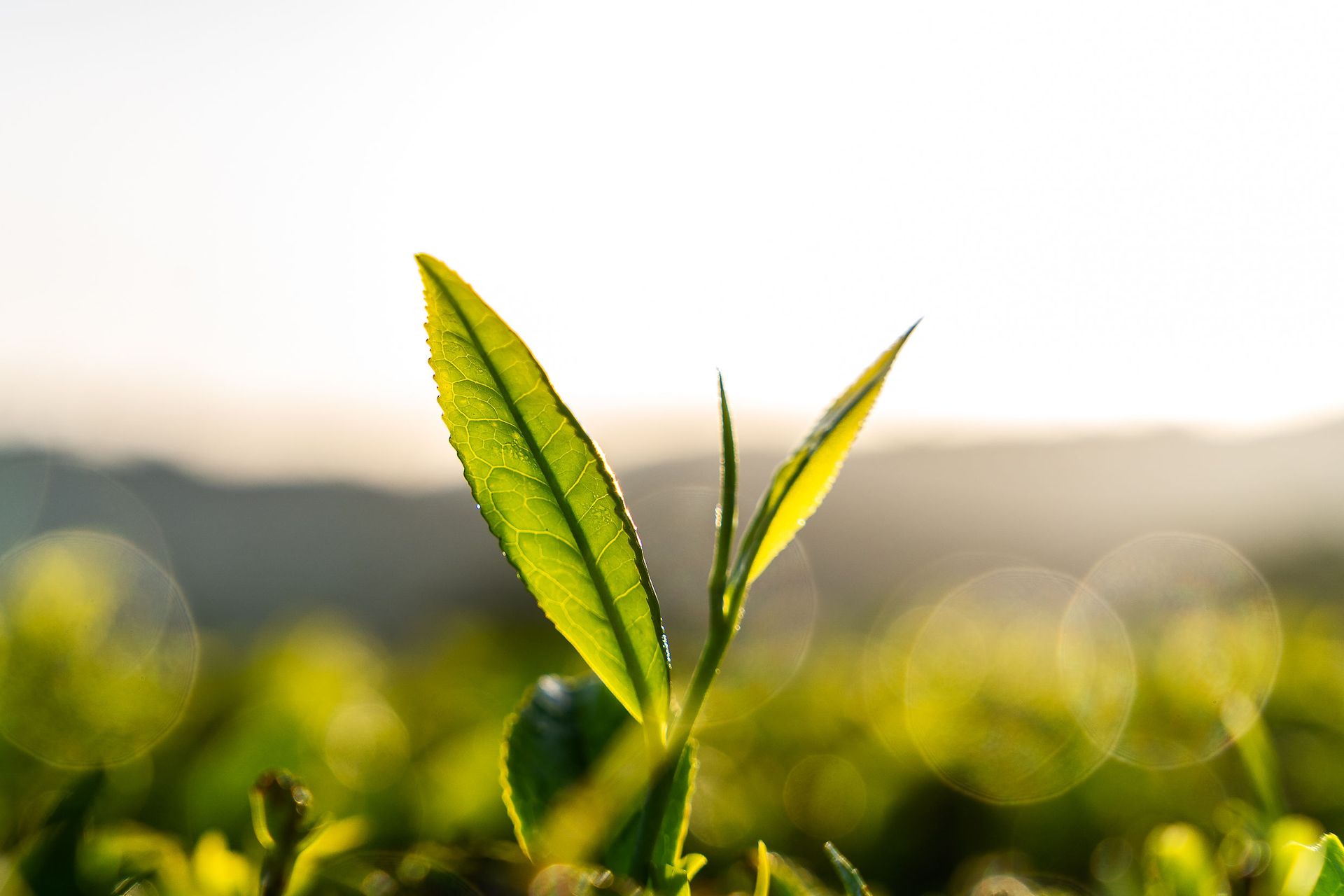 Professional documentary photo photographed by creative kapu